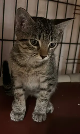 Nora