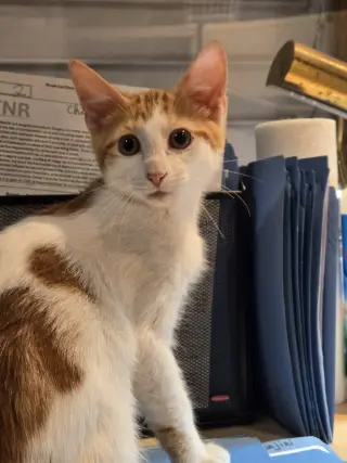 Colby