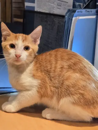 Chippy