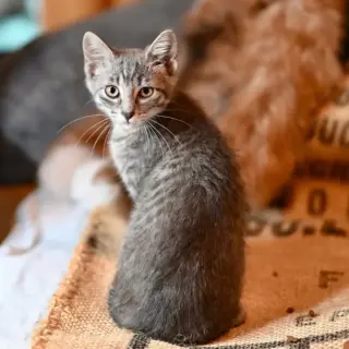 Sam