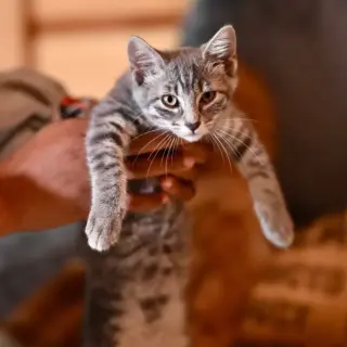 Sam