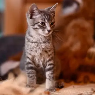 Sam