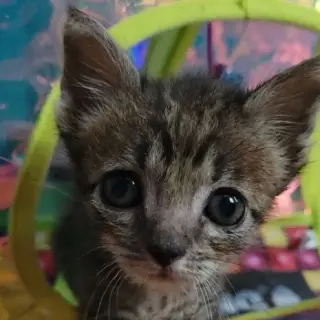 Lenny