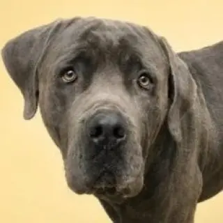 Gray - (Courtesy Post) Foster or Adopt Me!