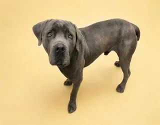 Gray - (Courtesy Post) Foster or Adopt Me!