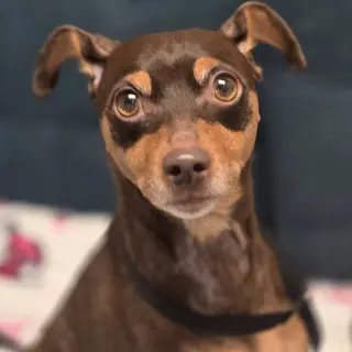 Bambi