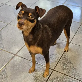 Bambi