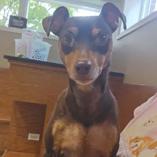 Bambi