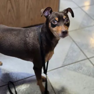 Bambi