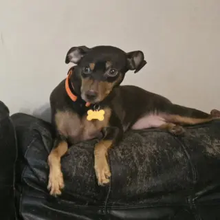Bambi