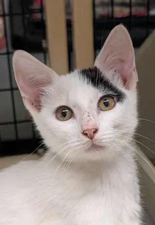 Calypso