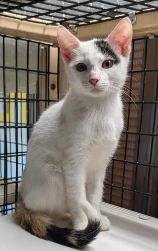Calypso