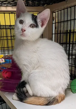 Calypso