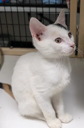 Calypso