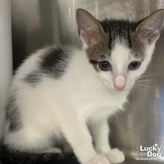 Leo