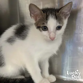 Leo