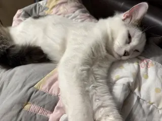 BONDED PAIR: Itsy Bitsy & Mothball