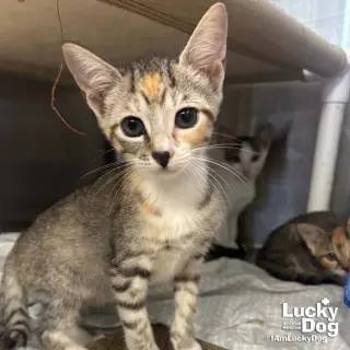 Lyra