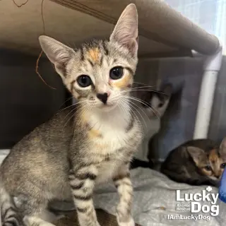 Lyra
