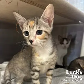 Lyra