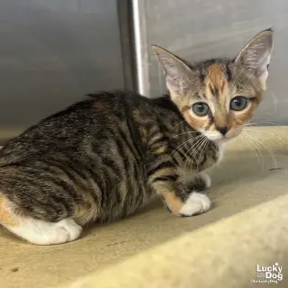 Lillyanne