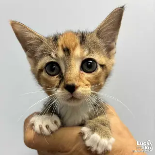 Lillyanne