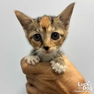 Lillyanne