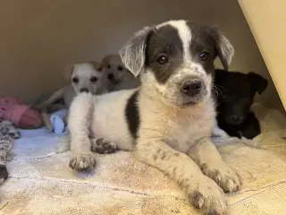 Fudge
