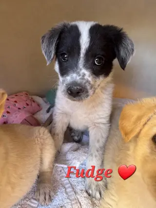 Fudge