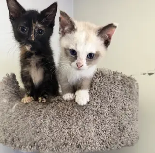 Shell & Shortstop (*bonded pair)