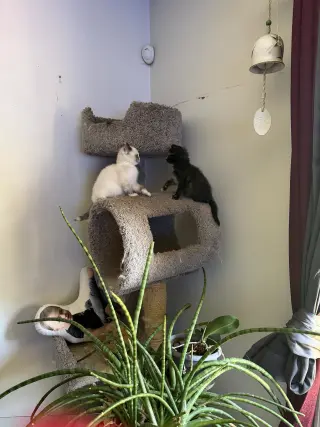 Shell & Shortstop (*bonded pair)