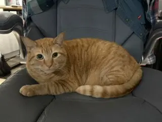 MILO