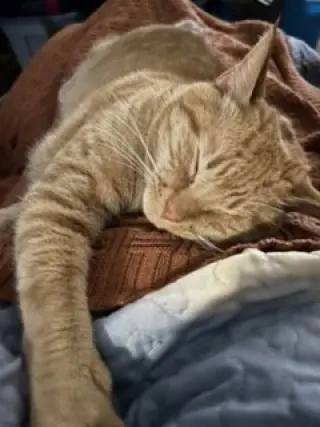 MILO