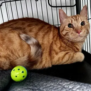 Nibbles