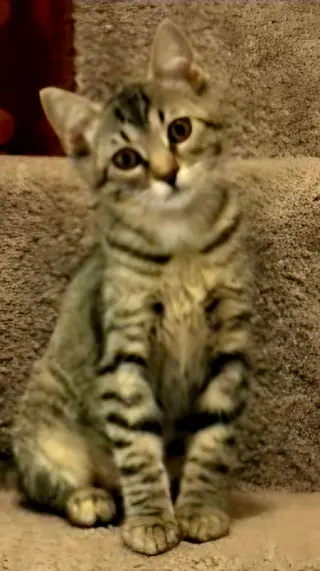 KITTEN CLAIRE