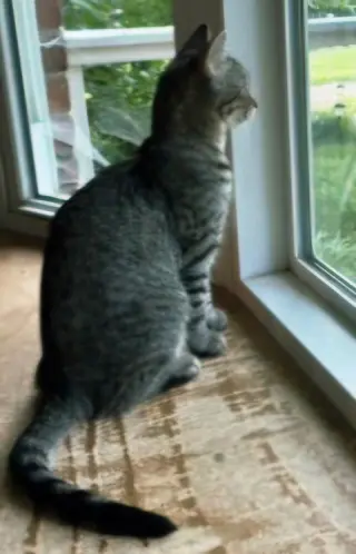 KITTEN CLAIRE