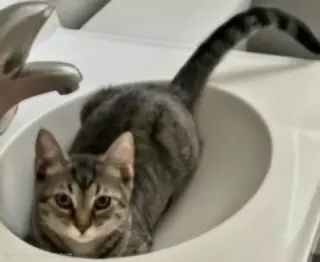 KITTEN CLAIRE