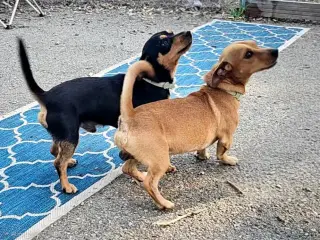 Luis and Leo