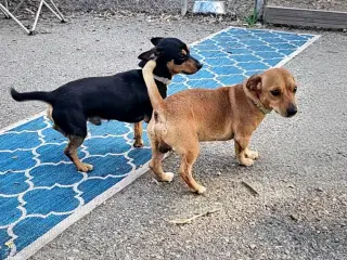 Luis and Leo