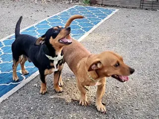 Luis and Leo