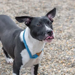 Jack