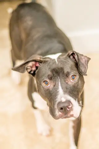 Jack