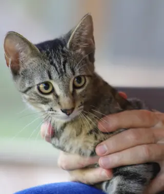Neytaro