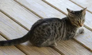 Neytaro