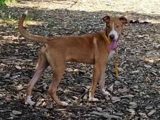 Jet