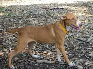 Jet