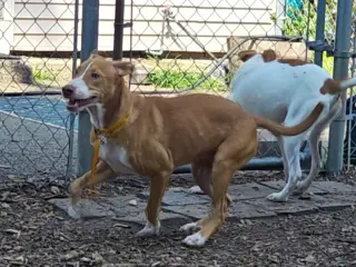 Jet
