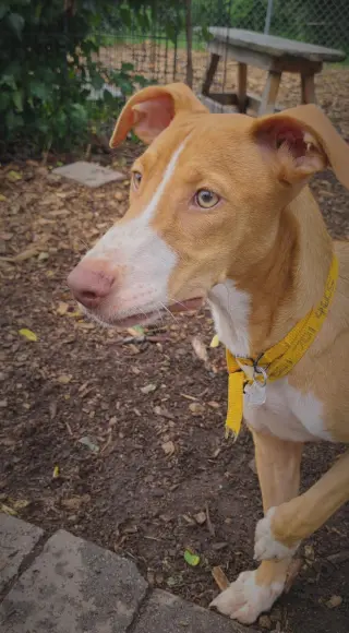 Jet