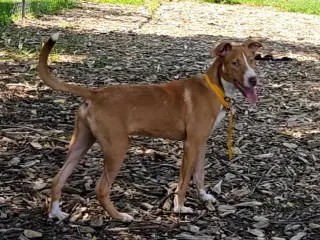 Jet