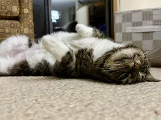 Gigi
